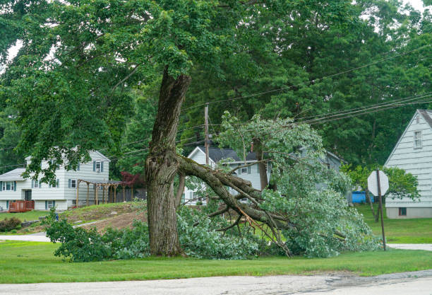 How Our Tree Care Process Works  in  Buford, GA